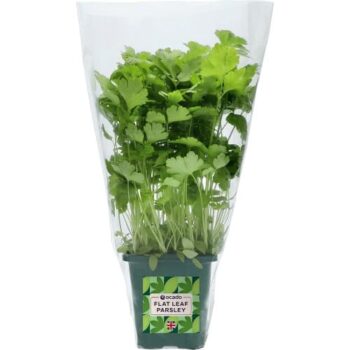 Ocado British Growing Flat Leaf Parsley